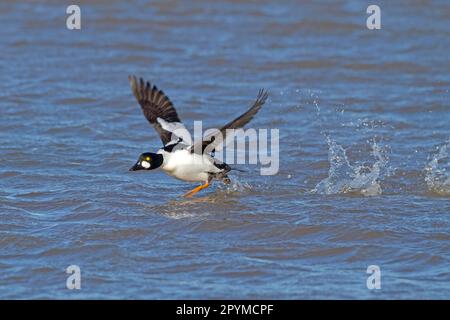 Œil de Goldeneye commun (Bucephala clangula) adulte mâle, en vol, décollage de la surface de l'eau, Norfolk, Angleterre, Royaume-Uni Banque D'Images