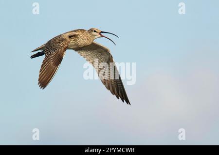 Le Courlis, le Courlis de pluie, le courlis (Numenius phaeopus), les animaux, les oiseaux, Waders, Whimbourin adulte, appel en vol, Shetland Islands, Écosse, Unis Banque D'Images