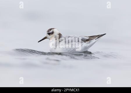 Phalarope gris (Phalaropus fulicius) juvénile, premier plumage d'hiver, natation, Norfolk, Angleterre, Royaume-Uni Banque D'Images