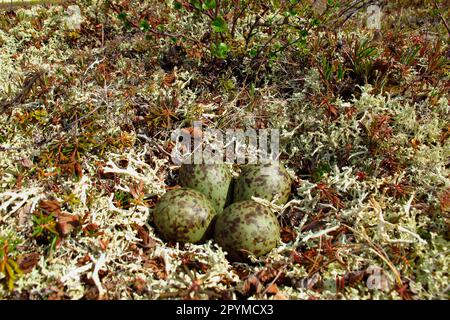 Whimbourin (Numenius phaeopus) quatre œufs de nid, réserve naturelle nationale de Kanuti, Alaska central (U.) S. A. Banque D'Images