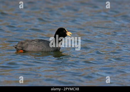 Coot eurasien à bec jaune, coot à bec jaune, coot à bec jaune, coot à bec jaune, Rallen, Animaux, oiseaux, crapaud rouge (Fulica armillata) Banque D'Images