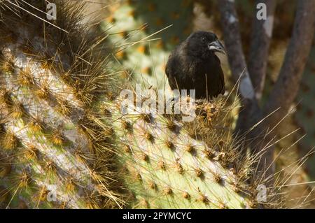 finch de cactus (Geospiza scandens), Finch de Cactus Ground, Finch de Darwin, endémique, oiseaux chanteurs, Animaux, oiseaux, finches, Cactus-finch commun adulte Banque D'Images