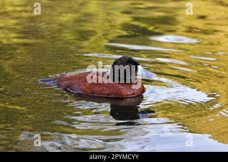 Canard argentin, canard argentin, canard lacustre (Oxyura vittata), canard argentin à tête noire, canards, oiseaux d'oie, animaux, Oiseaux, Lake Duck adulte Banque D'Images