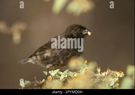 Petites finches de sol, petites finches de sol, Finch de Galapagos, Finch de Darwin, Finches de Galapagos, Darwin Finches, oiseaux chanteurs, animaux, oiseaux, Finches, Petit Banque D'Images