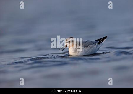 Phalarope gris (Phalaropus fulicius) juvénile, premier plumage d'hiver, se nourrissant sur l'eau, Norfolk, Angleterre, Royaume-Uni Banque D'Images