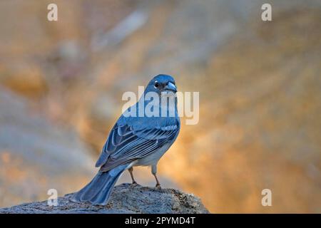 Chaffinch bleu (Fringilla teydea), homme adulte, assis sur des rochers, Ténérife, îles Canaries Banque D'Images