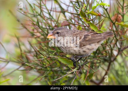 Finch sol moyen, Finches sol moyen, Finch Galapagos, Finch Darwin, Finches Galapagos, Darwin Finches, oiseaux chanteurs, animaux, oiseaux, Finches Banque D'Images