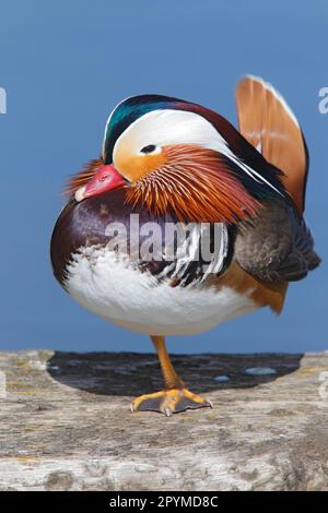 Le canard mandarin (Aix galericulata) introduit une espèce, mâle adulte debout sur une jambe, Norfolk, Angleterre, Royaume-Uni Banque D'Images