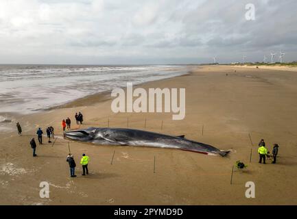 La carcasse d'un rorqual à nageoires de 55ft (17m) (Balaenoptera physalus), se trouve sur la plage de Bridlington, dans le Yorkshire de l'est, car les entrepreneurs espèrent pouvoir enlever le mammifère, lavé sur la plage touristique populaire sans avoir au couper. La baleine de 30 tonnes a été repérée en difficulté dans la mer plus tôt cette semaine et est morte mardi. Date de la photo: Jeudi 4 mai 2023. Banque D'Images