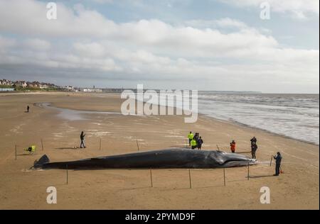 La carcasse d'un rorqual à nageoires de 55ft (17m) (Balaenoptera physalus), se trouve sur la plage de Bridlington, dans le Yorkshire de l'est, car les entrepreneurs espèrent pouvoir enlever le mammifère, lavé sur la plage touristique populaire sans avoir au couper. La baleine de 30 tonnes a été repérée en difficulté dans la mer plus tôt cette semaine et est morte mardi. Date de la photo: Jeudi 4 mai 2023. Banque D'Images