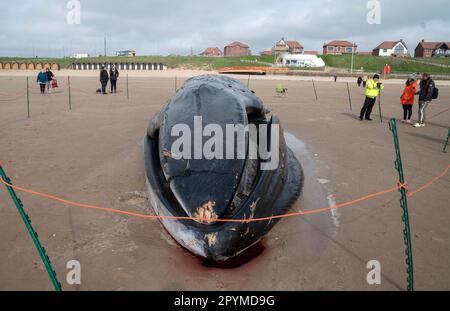 La carcasse d'un rorqual à nageoires de 55ft (17m) (Balaenoptera physalus), se trouve sur la plage de Bridlington, dans le Yorkshire de l'est, car les entrepreneurs espèrent pouvoir enlever le mammifère, lavé sur la plage touristique populaire sans avoir au couper. La baleine de 30 tonnes a été repérée en difficulté dans la mer plus tôt cette semaine et est morte mardi. Date de la photo: Jeudi 4 mai 2023. Banque D'Images