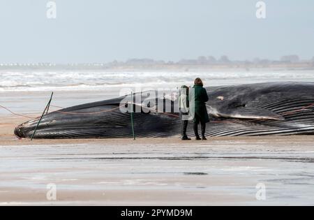 La carcasse d'un rorqual à nageoires de 55ft (17m) (Balaenoptera physalus), se trouve sur la plage de Bridlington, dans le Yorkshire de l'est, car les entrepreneurs espèrent pouvoir enlever le mammifère, lavé sur la plage touristique populaire sans avoir au couper. La baleine de 30 tonnes a été repérée en difficulté dans la mer plus tôt cette semaine et est morte mardi. Date de la photo: Jeudi 4 mai 2023. Banque D'Images