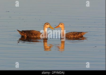 Duck marbré (Aas fulvigula) paire adulte, exposition sur l'eau, île de Sanibel, Floride (U.) S. A. Banque D'Images