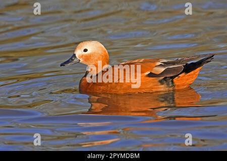 Ruddy Shelduck (Tadorna ferruginea), homme adulte, natation sur le lac, Gloucestershire, Angleterre, hiver Banque D'Images