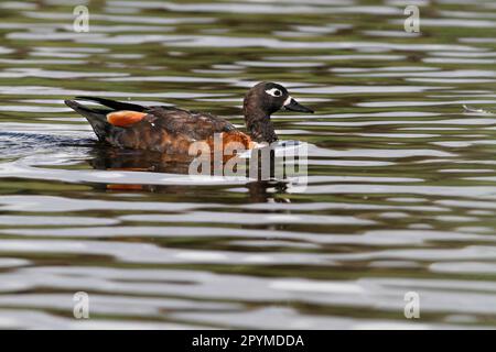 Casarca tadornoides, Casarka Collared, Casarka Collared, Casarka australienne, Casarka australienne, Oiseaux d'oie, demi-OIE, animaux, oiseaux, australien Banque D'Images