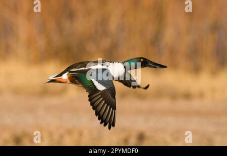 Shoveler du Nord (Anas clypeata) adulte mâle, en vol, refuge national de la faune de Bosque del Apache, Nouveau-Mexique (U.) S. A. Banque D'Images