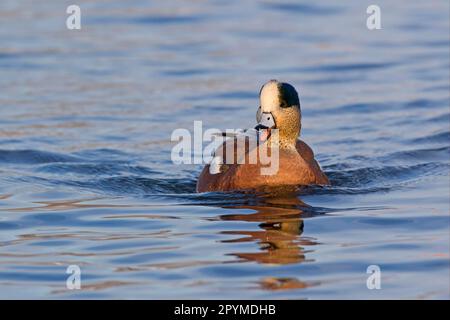 American Wigeon (Anas americana) adulte, homme, appelant et nageant, Socorro, Nouveau-Mexique (U.) S. A. Banque D'Images