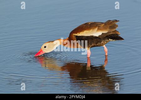 Canard sifflant d'automne, oie sifflante d'automne, oie sifflante à bec rouge, canards sifflants d'automne, oies sifflantes d'automne, sifflement à facturation rouge Banque D'Images