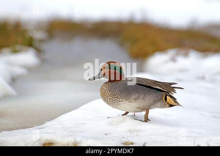 Bleu sarcelle (Anas crecca) adulte mâle, debout sur la neige, Norfolk, Angleterre, Royaume-Uni Banque D'Images