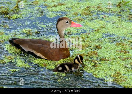 Canard sifflant d'automne, oie sifflante d'automne, oie sifflante à bec rouge, canards sifflants d'automne, oies sifflantes d'automne, sifflement à facturation rouge Banque D'Images