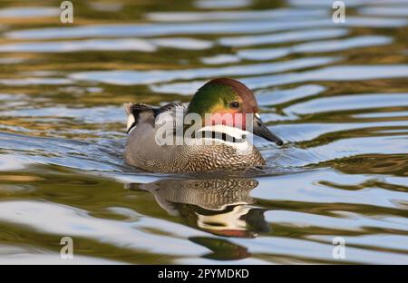 Faucon Duck (Anas falcata) adulte mâle, natation (en captivité) Banque D'Images