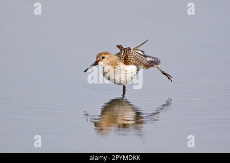 Dunlin (Calidris alpina) adulte, entrant en plumage d'hiver, jambe étirée, debout dans l'eau, réserve Minsmere RSPB, Suffolk, Angleterre, Royaume-Uni Banque D'Images