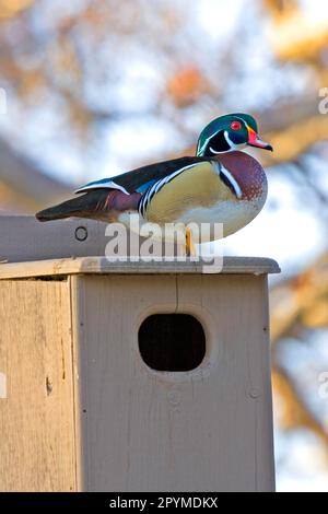 Wood Duck (Aix sponsora) adulte mâle, debout au-dessus du nid (U.) S. A Banque D'Images