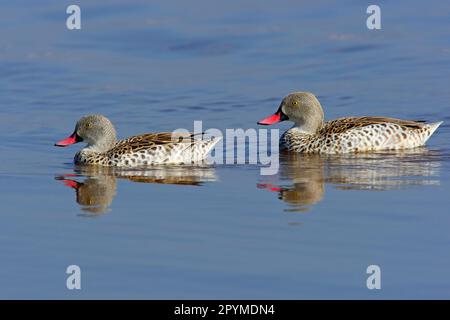 Cape cape teal (Anas capensis) paire adulte, nage sur le lac Nakuru N. P. Grande Vallée du Rift, Kenya Banque D'Images