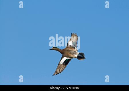 American Wigeon (Anas americana) adulte homme, en vol, Nouveau-Mexique (U.) S. A. Banque D'Images
