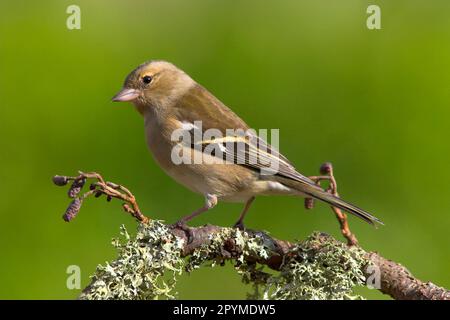 Caffin commun (Fringilla coelebs), femelle adulte, assise sur une branche couverte de lichen, dans le jardin, Berwickshire, Écosse, printemps Banque D'Images