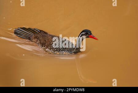 Bulafrican Finfoot (Podica senegalensis), Rallen, Tiere, Voegeln Finfoot adulte mâle, natation, rivière Gambie, Niokolo-Koba, Sénégal Banque D'Images