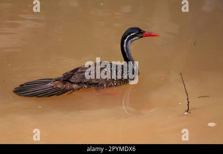 Bulafrican Finfoot (Podica senegalensis), Rallen, Tiere, Voegeln Finfoot adulte mâle, natation, rivière Gambie, Niokolo-Koba, Sénégal Banque D'Images