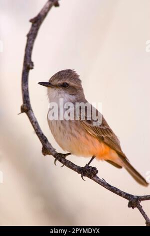 Vermilion Flycatcher (Pyrocephalus rubinus) adulte femelle, perchée sur la branche (U.) S. A. Banque D'Images