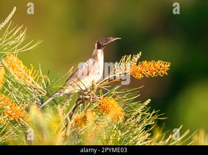 Friarbird bruyant (Philemon corniculatus), Friarbirds bruyants, animaux, oiseaux, Friarbird bruyant sur Bottlebrush, sud-est du Queensland, Australie Banque D'Images
