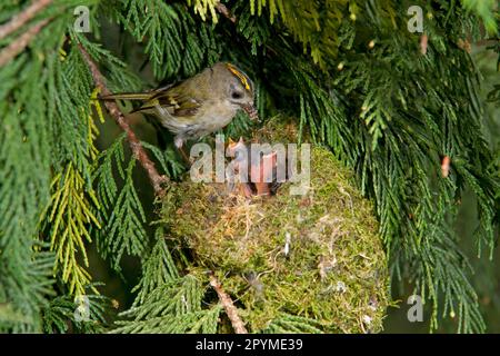 Goldcrest (Regulus regulus), goldcrest d'hiver, oiseaux chanteurs, animaux, oiseaux, Goldcrest mâle adulte, nourrissant des poussins au nid, nichant dans le cyprès de Leyland Banque D'Images