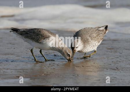 Nœud rouge (Calidris canutus) deux adultes se nourrissant sur des vasières, bec dans la boue, Lancashire, Angleterre, hiver Banque D'Images