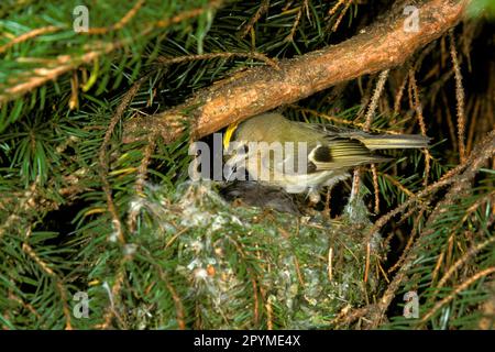 Goldcrest (Regulus regulus), Goldcrest d'hiver, Goldcrest, oiseaux chanteurs, animaux, Oiseaux, Goldcrest adulte au nid dans le sapin, jeune, juste visible Banque D'Images