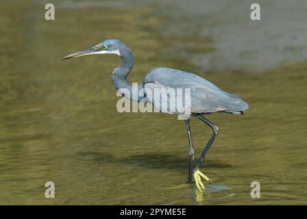 Héron de récif occidental (Egretta gularis), héron, animaux, oiseaux, héron de récif occidental adulte, pêche dans la rivière, ruisseau Koto, Gambie Banque D'Images