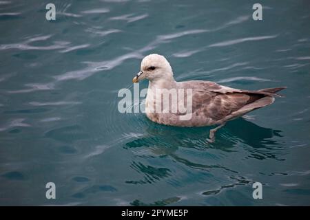 Fulmar du Nord, fulmars, à nez en tube, animaux, oiseaux, Fulmar du Nord (Fulmaris glacialis) forme sombre, adulte, baignade en mer, Spitsbergen, Svalbard Banque D'Images