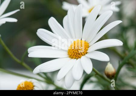 Marganta de chrysanthème blanc gros gros plan Banque D'Images