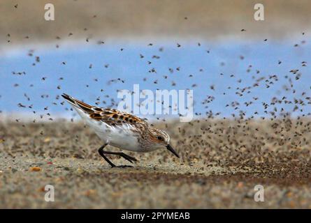 Petite pinte (Calidris minuta), petite pinte, animaux, oiseaux, échassiers, Petite stinte immature, premier plumage d'été, se nourrissant d'insectes, Norvège du Nord Banque D'Images
