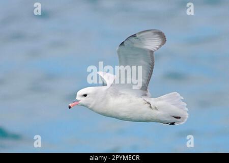 Trel argenté, fulmar antarctique (Fulmarus glacialoides), fulmars méridional, fulmars antarctique, nez en tube, animaux, Oiseaux, Fulmar du Sud, adulte, po Banque D'Images