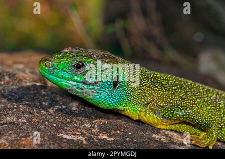 Lézard vert occidental, homme Banque D'Images