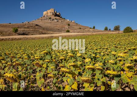 campo de girasoles, Helianthus annuus, Castillo de Gormaz, Siglo X, Gormaz, Soria, Comunidad Autónoma de Castilla, Espagne, Europe Banque D'Images