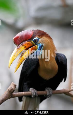 Hornbill (Aceros cassidix), en captivité Banque D'Images