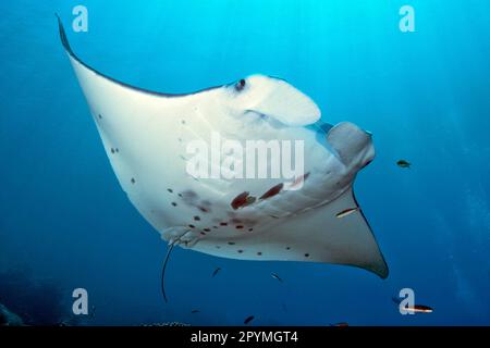 Rayon de Manta, rayon de diable, rayon ailé, rayon de manta de récif (Manta alfredi), manteur de plancton Banque D'Images