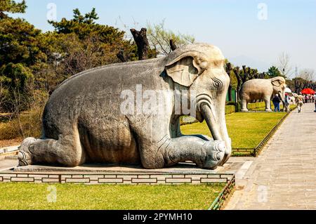 Anciennes statues en pierre blanche d'éléphants à genoux et debout le long de la voie sacrée bien entretenue, une route spirituelle menant aux tombes de Ming Banque D'Images