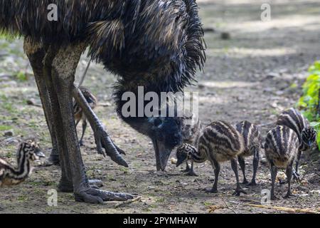 Halberstadt, Allemagne. 04th mai 2023. Les poussins d'EMU recherchent de la nourriture avec la poule dans l'enceinte extérieure du zoo de Halberstadt. Au printemps, de nombreux résidents du zoo ont donné naissance à de jeunes animaux qui sont maintenant clairement visibles à l'exploration des enclos extérieurs. Les premiers œufs d'émeu ont été trouvés par le personnel du zoo dans le nid au début de janvier 2023. Credit: Klaus-Dietmar Gabbert/dpa/ZB/dpa/Alay Live News Banque D'Images