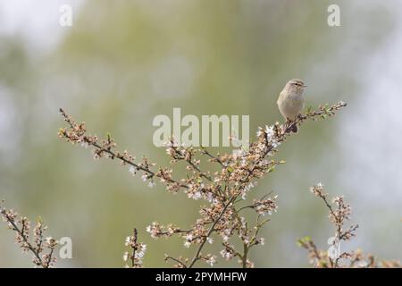 Chiffbuff (Phylloscopus collybita) CLEY Norfolk UK GB avril 2023 Banque D'Images