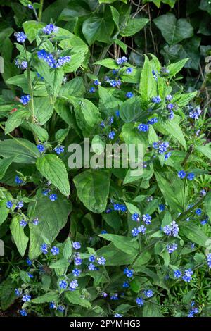 Alkanet vert (Pentaglottis sempervirens) en fleur. C'est une mauvaise herbe commune au Royaume-Uni qui se propage facilement. Banque D'Images